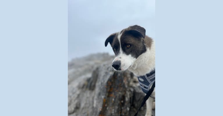 Benny, a Siberian Husky and German Shepherd Dog mix tested with EmbarkVet.com