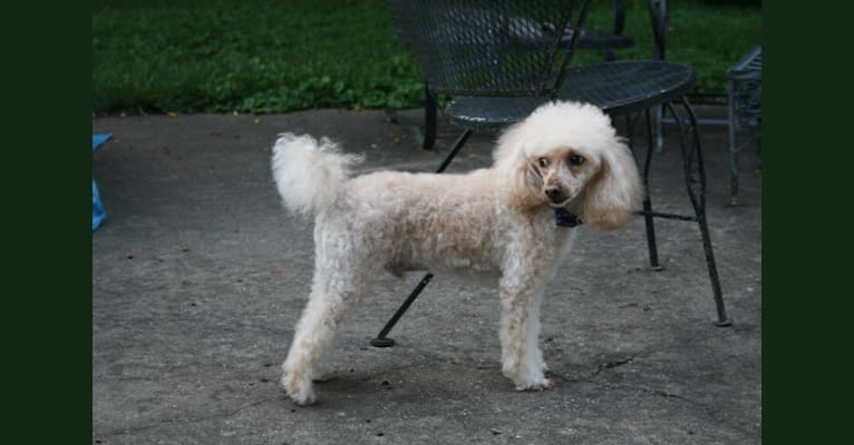 Remo, a Poodle (Small) and Chihuahua mix tested with EmbarkVet.com