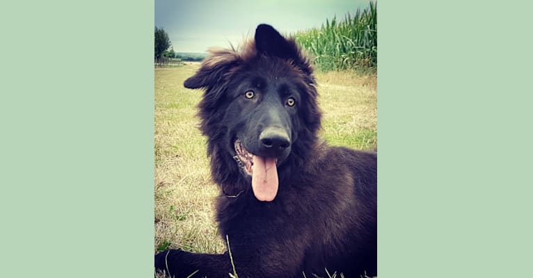 Jaromir, a German Shepherd Dog tested with EmbarkVet.com