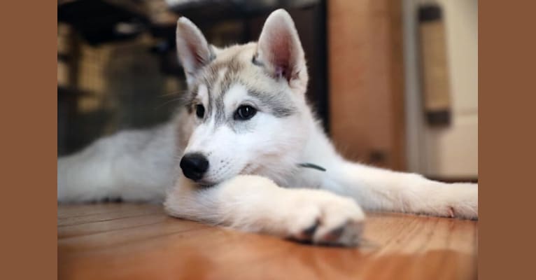 Nymeria, a Siberian Husky tested with EmbarkVet.com