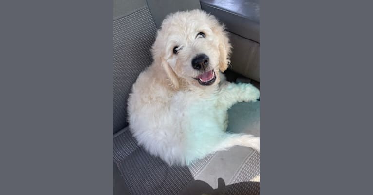 Magnolia Claire, a Goldendoodle tested with EmbarkVet.com