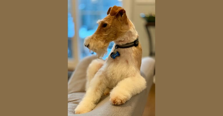 Rocky, a Wire Fox Terrier tested with EmbarkVet.com