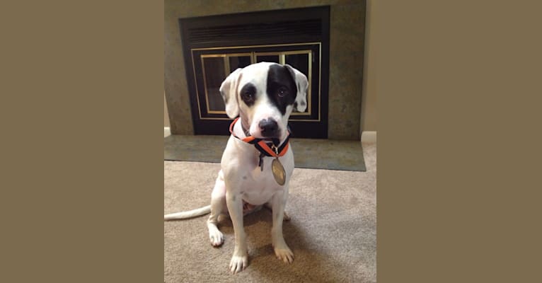 Snoopy, an American Pit Bull Terrier and Beagle mix tested with EmbarkVet.com