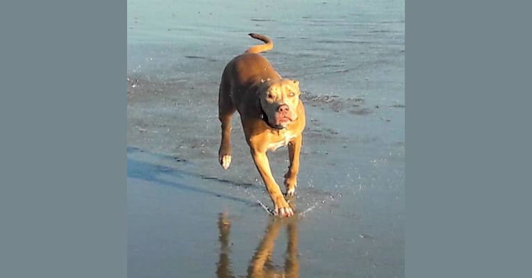 Rio, a Staffordshire Terrier tested with EmbarkVet.com