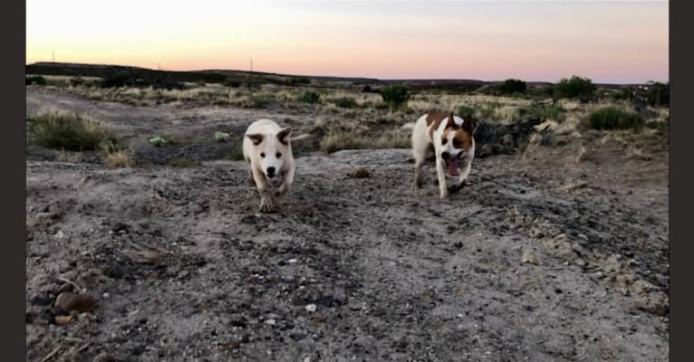 Kiva, a Border Collie and Australian Cattle Dog mix tested with EmbarkVet.com