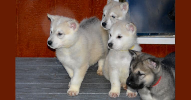 Essex, an Alaskan Malamute and German Shepherd Dog mix tested with EmbarkVet.com