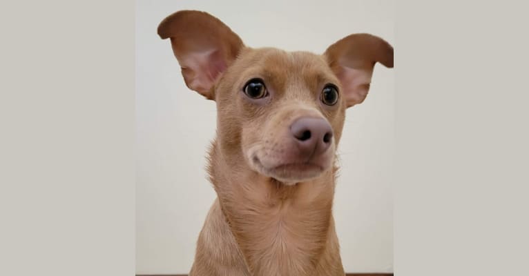 Noodle, a Chihuahua and Miniature Pinscher mix tested with EmbarkVet.com