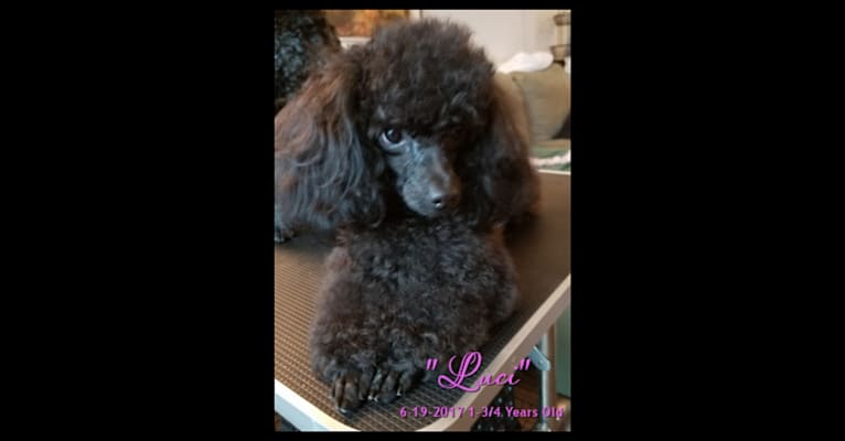 Luci, a Poodle (Small) tested with EmbarkVet.com