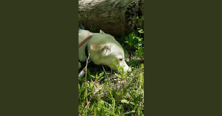 Khalil, an Arabian Village Dog and Alaskan Malamute mix tested with EmbarkVet.com