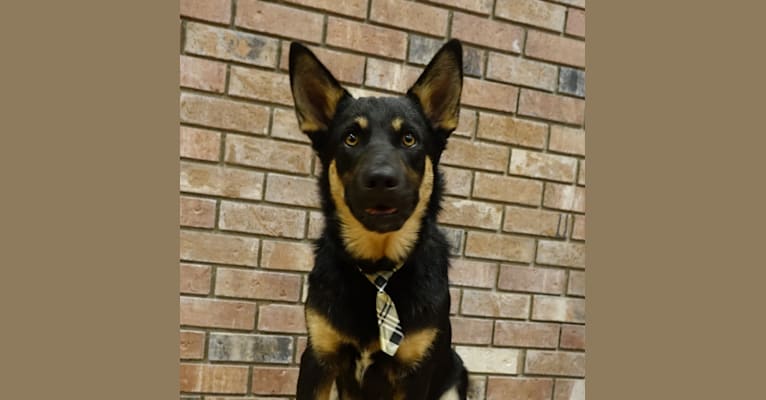 Otto, a Lapponian Herder tested with EmbarkVet.com