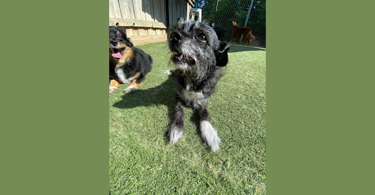 Marcy, a Chihuahua and Cocker Spaniel mix tested with EmbarkVet.com