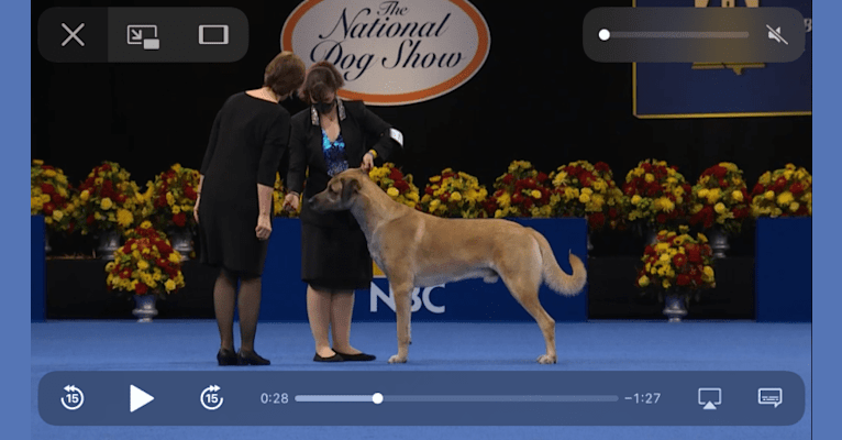 Laddie, an Anatolian Shepherd Dog tested with EmbarkVet.com