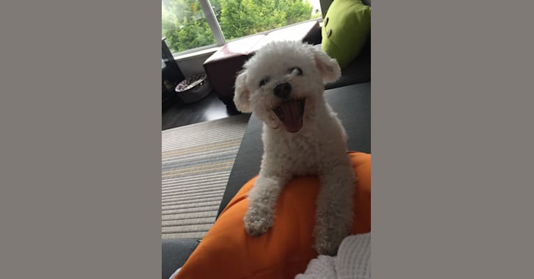 Coconut, a Bichon Frise tested with EmbarkVet.com