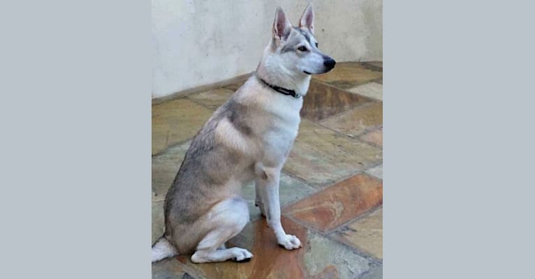 Gus, a German Shepherd Dog and Siberian Husky mix tested with EmbarkVet.com