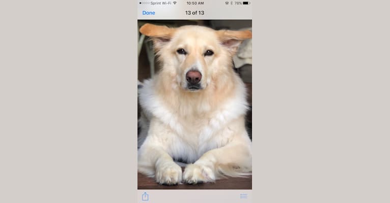 Sugar, a German Shepherd Dog and Labrador Retriever mix tested with EmbarkVet.com