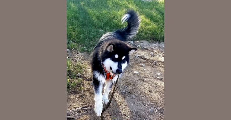 Kalu, an Alaskan Malamute tested with EmbarkVet.com