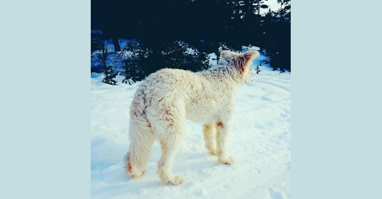Photo of Troy, a Labrador Retriever, German Shepherd Dog, Alaskan Malamute, Akita, and Mixed mix in Kincolith, British Columbia, Canada