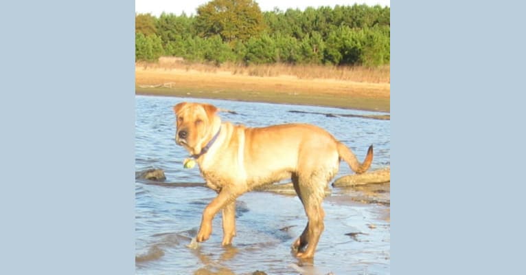 Jing, a Chinese Shar-Pei and Labrador Retriever mix tested with EmbarkVet.com