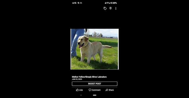 Annie, a Labrador Retriever tested with EmbarkVet.com