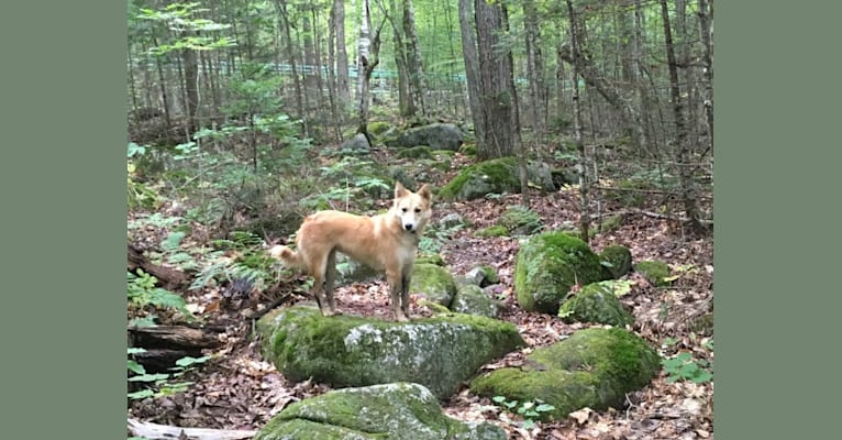 Ashna, a South Asian Village Dog tested with EmbarkVet.com