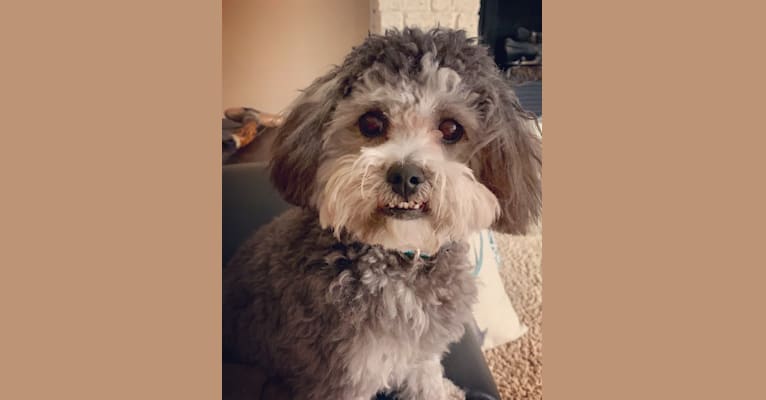 Bear, a Poodle (Small) and Shih Tzu mix tested with EmbarkVet.com