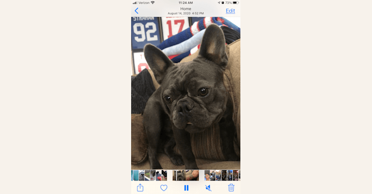 Blu, a French Bulldog tested with EmbarkVet.com