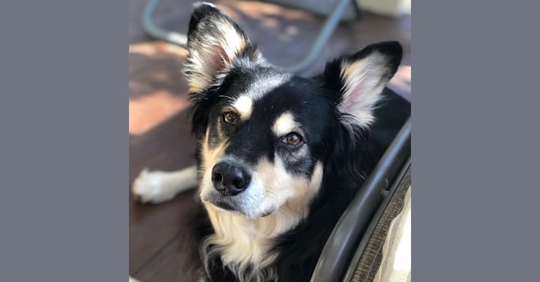 Jasper, an American Pit Bull Terrier and Australian Shepherd mix tested with EmbarkVet.com