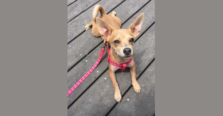 Ivy, a Chihuahua and Russell-type Terrier mix tested with EmbarkVet.com