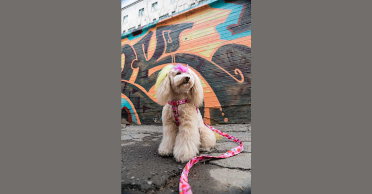 Photo of Rufio, a Chihuahua, Bichon Frise, and Poodle (Small) mix in Toronto, Ontario, Canada