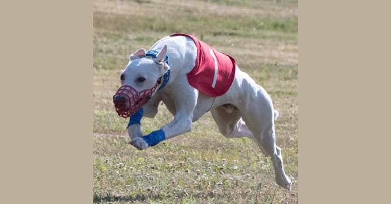 Photo of Rush, a Whippet  in Goldendale, WA, USA