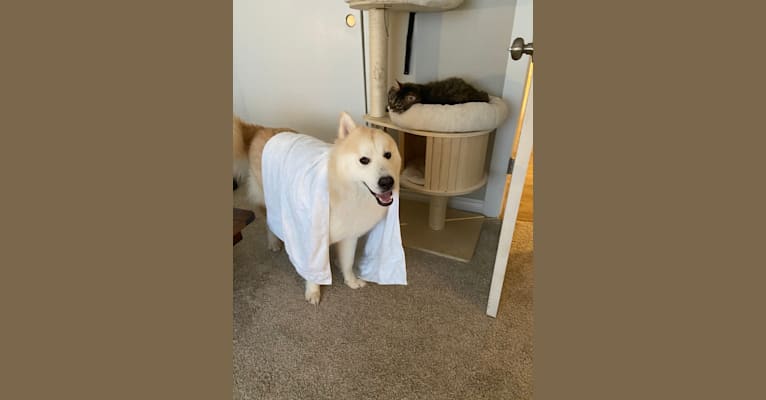 Arthur, a Siberian Husky and Alaskan Malamute mix tested with EmbarkVet.com
