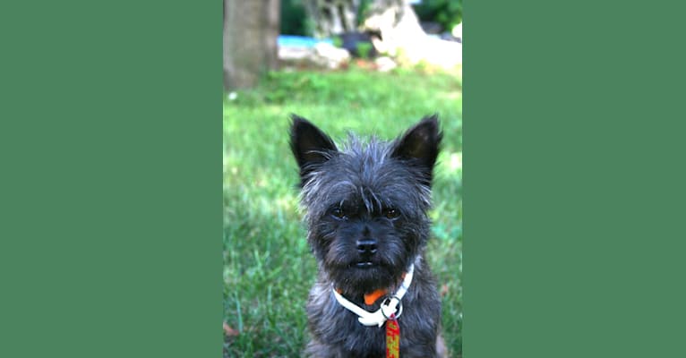 Roundy's, a Chihuahua and Brussels Griffon mix tested with EmbarkVet.com