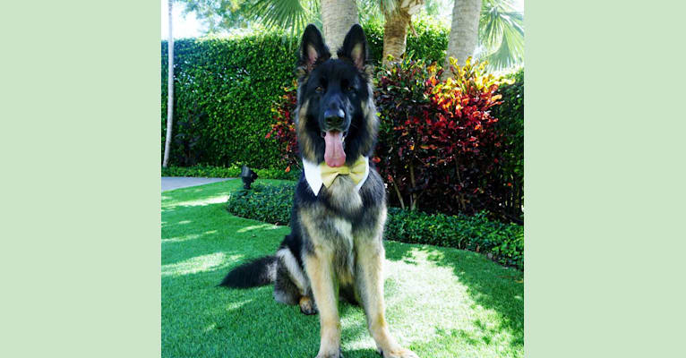Dieter, a German Shepherd Dog tested with EmbarkVet.com