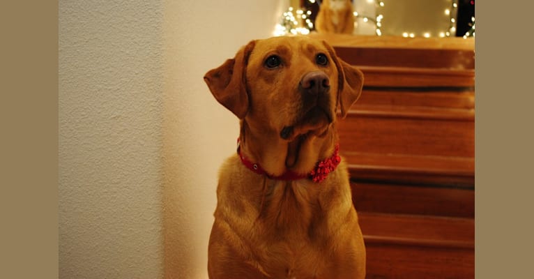 Natalia, a Labrador Retriever tested with EmbarkVet.com