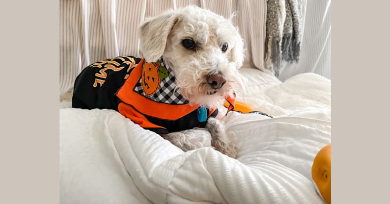 Photo of Sir Ozzy, a Miniature Schnauzer, Poodle (Small), Chihuahua, and Mixed mix in Acworth, Georgia, USA