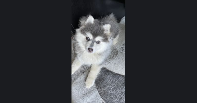 Birkita Willow’s  pup, a Pomsky tested with EmbarkVet.com