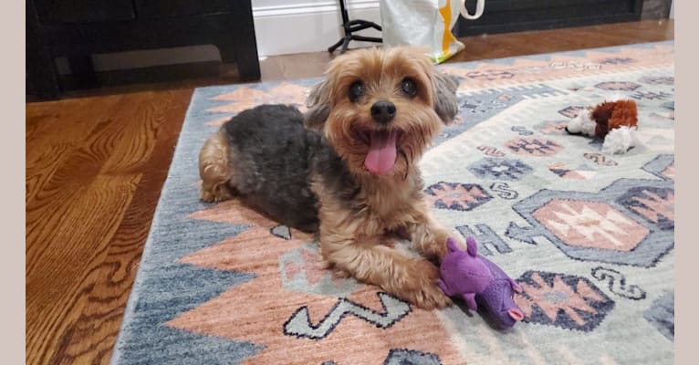 Yuki, a Yorkshire Terrier tested with EmbarkVet.com