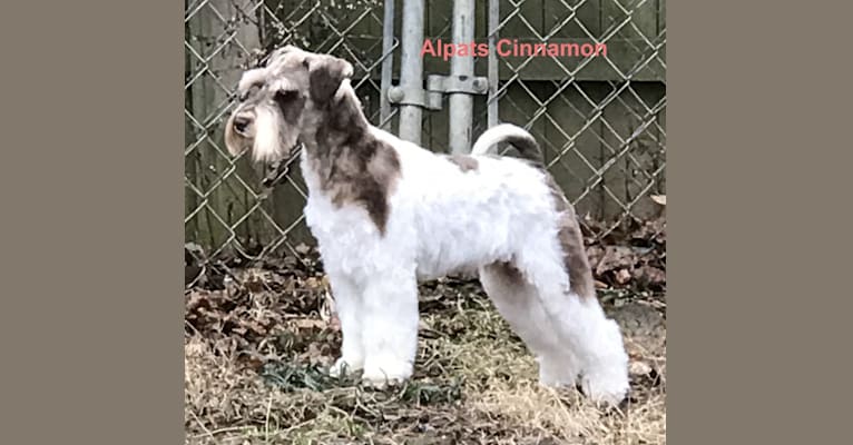 Alpats shop mini schnauzers