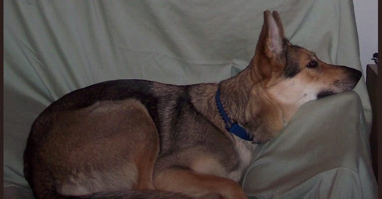 Kayla, a German Shepherd Dog tested with EmbarkVet.com