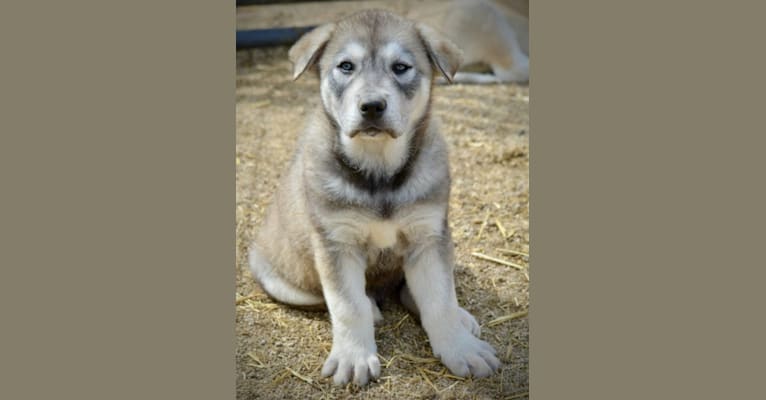 Lock, a German Shepherd Dog and Alaskan Malamute mix tested with EmbarkVet.com