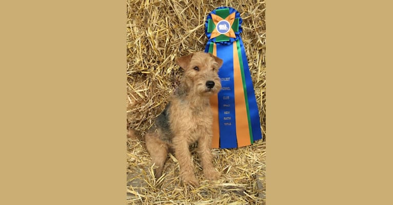 Phoebe, a Lakeland Terrier tested with EmbarkVet.com