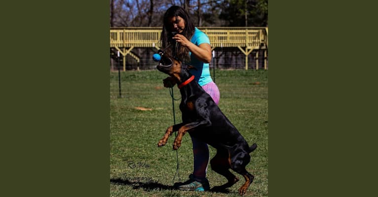 Duke, a Doberman Pinscher tested with EmbarkVet.com