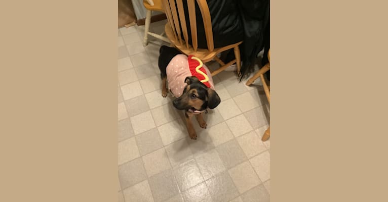 Tiny Bean, a Beagle and German Shepherd Dog mix tested with EmbarkVet.com