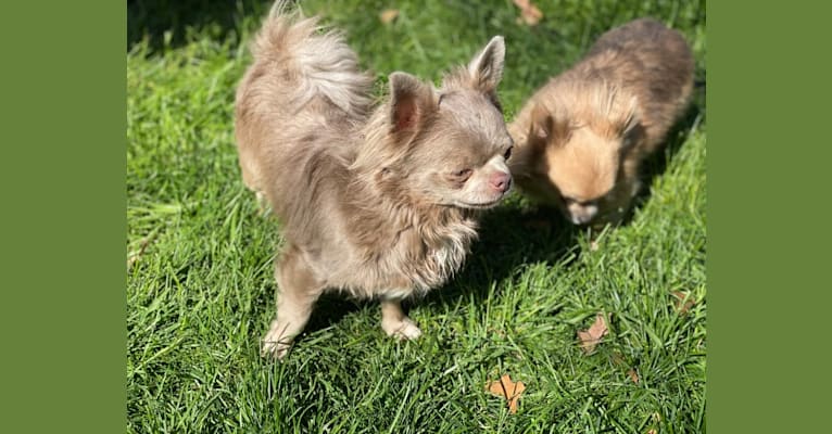 Orvi, a Chihuahua tested with EmbarkVet.com