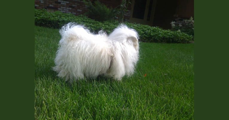 Sweetie, a Poodle (Small) and Bichon Frise mix tested with EmbarkVet.com