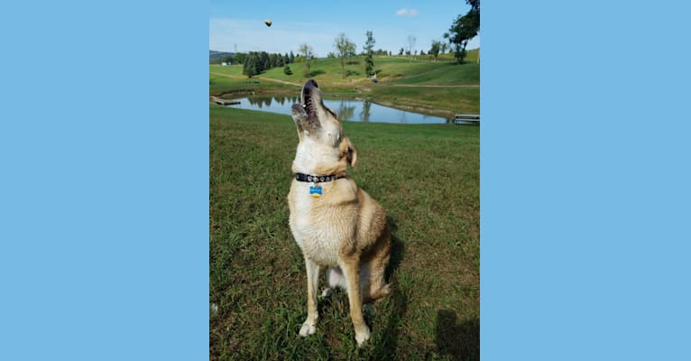 Maggie, a Labrador Retriever and German Shepherd Dog mix tested with EmbarkVet.com