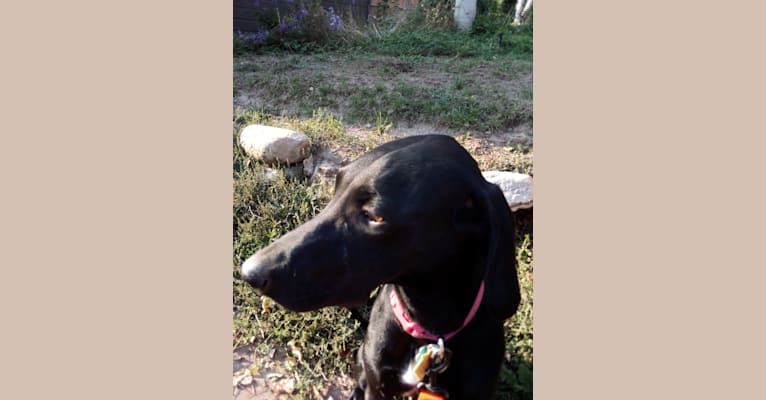 Daphne, a Brittany and German Shorthaired Pointer mix tested with EmbarkVet.com