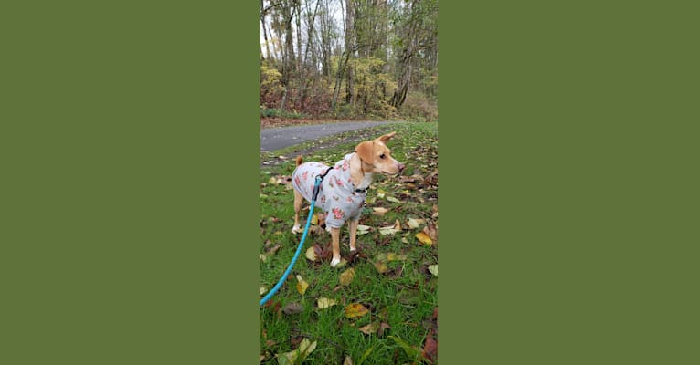 Marnie, a Chihuahua and Dachshund mix tested with EmbarkVet.com