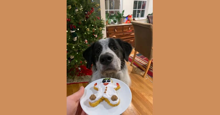 Frankie Ocean, a Great Pyrenees and Maremma Sheepdog mix tested with EmbarkVet.com