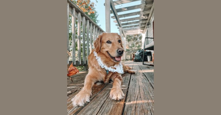 Marley, a Golden Retriever tested with EmbarkVet.com